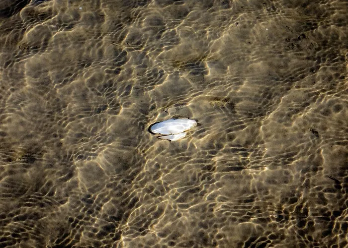 Aussenfoerde Holnishof